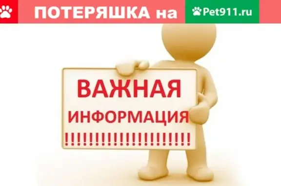 Пропал молодой кот в районе Городской Бани, тёмнобурый окрас