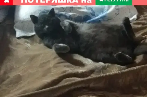 Объявления о пропавших и найденных животных, село Тальменка, фото: Пропал кот Барсик в Тальменке, Новосибирская область