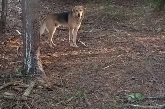 Собаки потеряшки, Ува, фото: Потеряшка собака в Увинском районе, помогите найти!