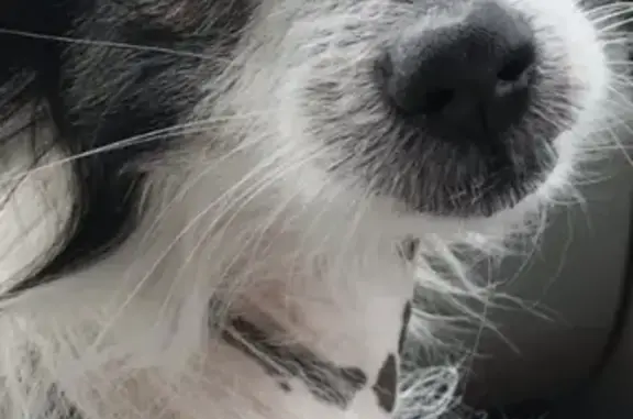 Потерянные животные деревня Грамотеино, фото: Пропала собака в Грамотеино, Кемеровская область