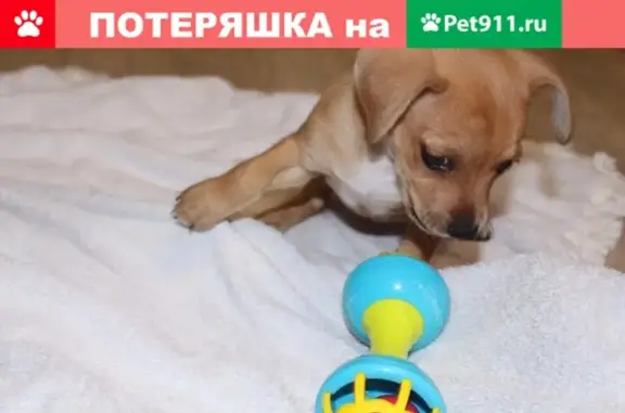 Собаки потеряшки, Астрахань, фото: Потеряшка собака на Донецкой улице