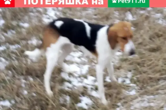 Пропала собака в деревне Жердево, Смоленская область
