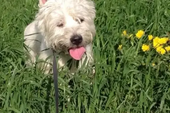 Пропала собака в Солнечногорском районе, Московская область