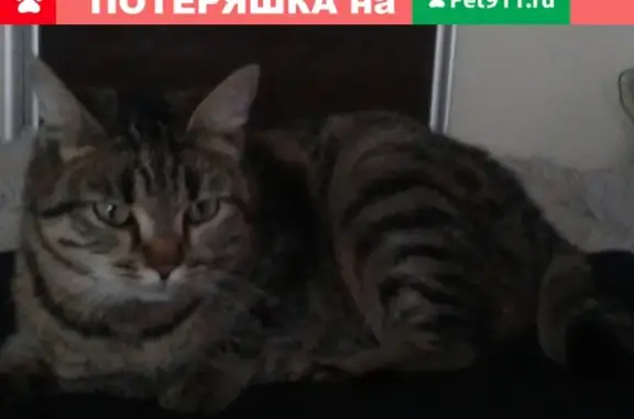 Найдена кошка на Никитинском ж/м, ищем хозяев!