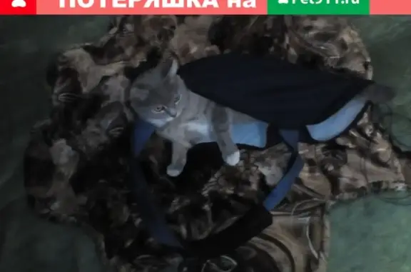 Пропала кошка Мася в Горно-Алтайске