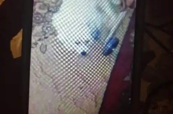 Пропала китайско-хохлатая собака в районе Аргамачи, Липецкая область