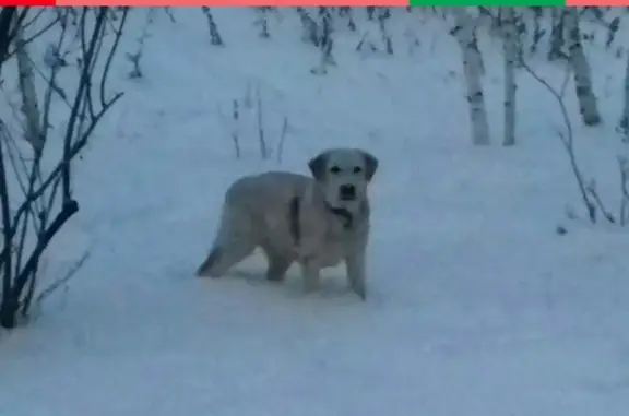 Потеряшка собака на Шелковичной, Саратов