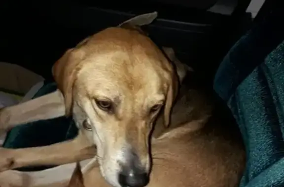 Найдена собака в Шаранском районе