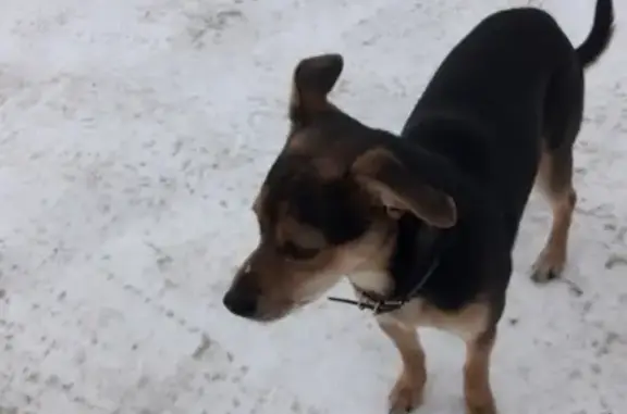 Найдена собака на ул. Озёрная 13 А в Сургуте