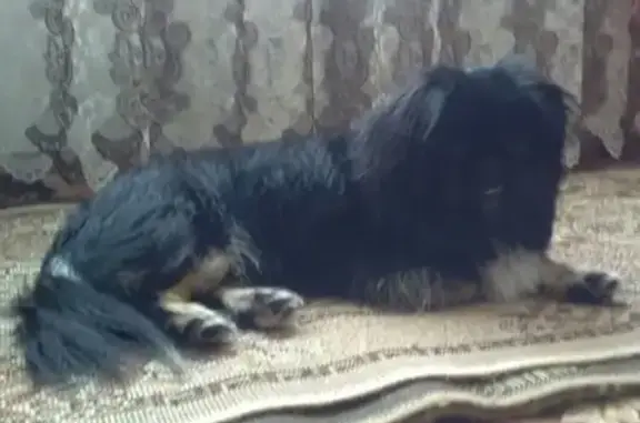 Найдена маленькая собака в Серебряных Прудах