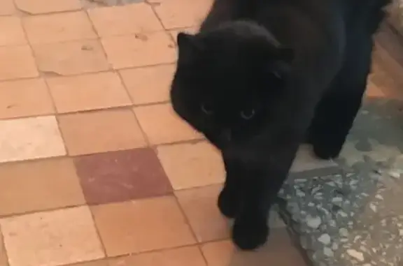 Найдена кошка с ошейником в Сергиевом Посаде