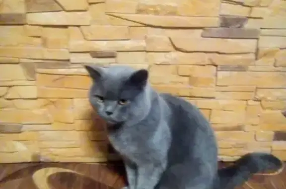 Найден кот с раной в Калуге
