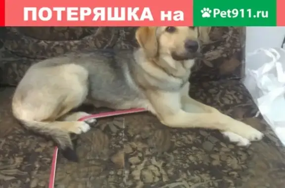 Пропала собака Дина в районе Гастелло, Уфа