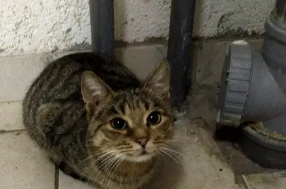 Найдена кошка в Лесном городке, Одинцовский район