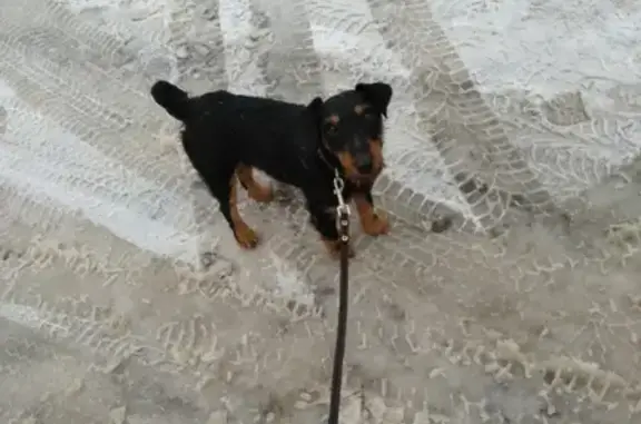 Найдена собака на Комсомольском проспекте