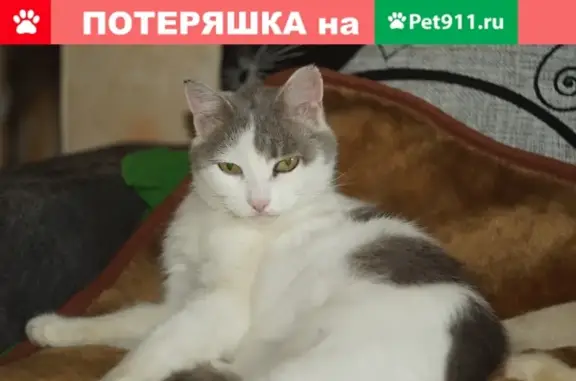 Пропал белый кот с серыми пятнами на улице Коммунистической, 24