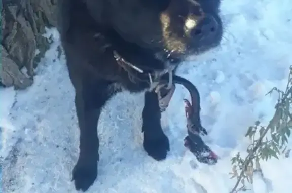 Потерянная собака в Рябково, нужна помощь!