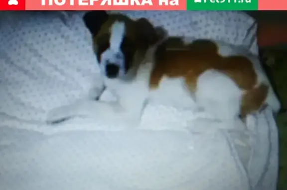 Найден породистый щенок в Тимашевске