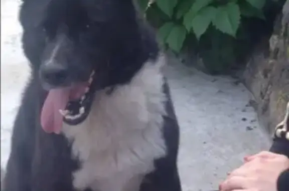 Пропала собака Байс в Ярославской области, номер для связи указан