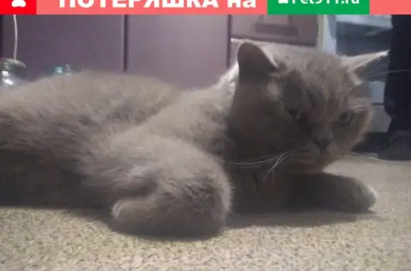 Найден кот на ул. Советская, 84 (Челябинская обл.)