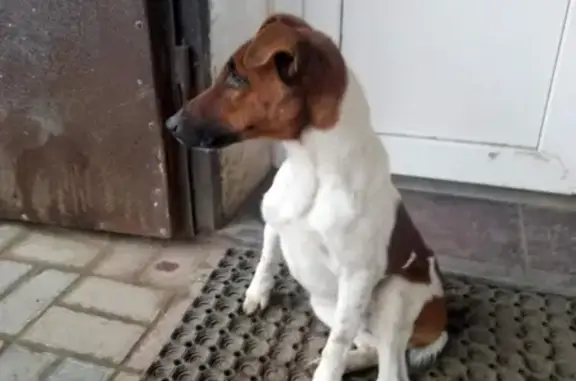 Собака найдена на ул. Адмирала Нахимова, ждет хозяев в Советском районе Астрахани