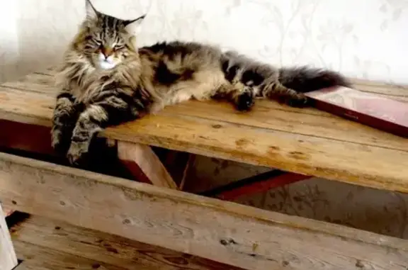 Пропала кошка на ул. Васильковой в Ставрополе