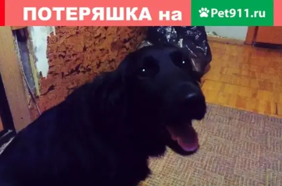 Найдена ласковая собака в Чкаловском районе Екатеринбурга