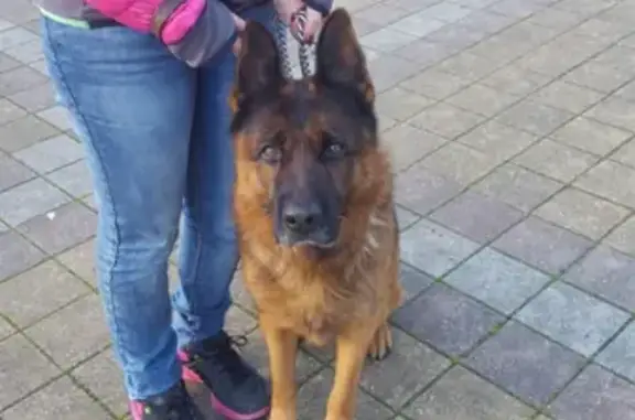 Найдена собака в Сочи, ищем хозяев