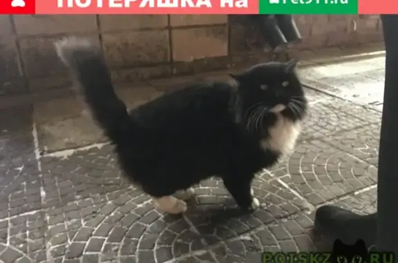 Найден котик на ул. Революционной, Башкортостан