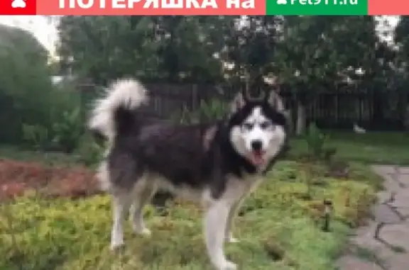 Пропала собака в Гуково, 7 лет