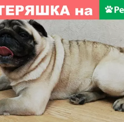 Найдена собака на улице Заречная в Щелково
