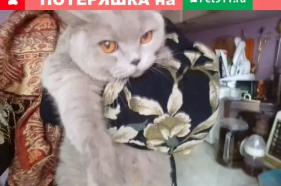 Найден британский кот на ул. Ращупина 16, Москва