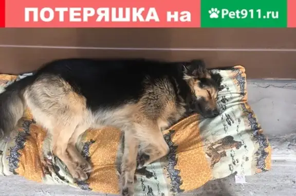 Пропала собака из СНТ Простор 27.10 в Московской области