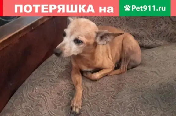 Найдена собака возле 13 детсада в Братске