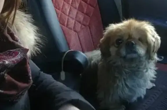 Найдена потерявшаяся собака в Чите