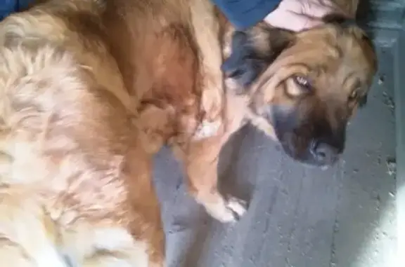Потеряшка собака в Чите, тел. #потеряшкичита