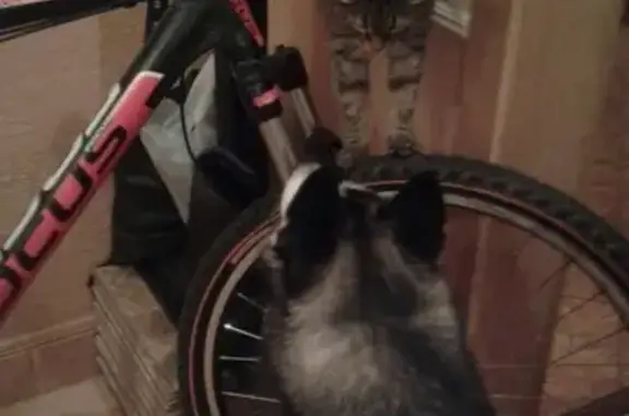 Кошки потеряшки, Барамзы, фото: Потеряшка кошка Лиса в д. Барамзы, Кировская область