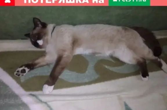 Пропал сиамский кот с ул. 50 лет Октября