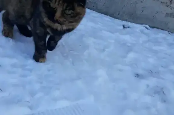 Найдена домашняя кошка в Луговом, ищем передержку