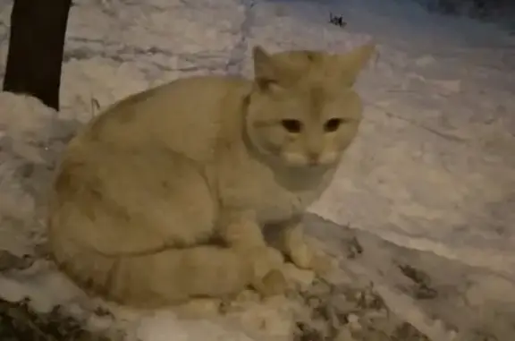 Найден котик на ул. Лепсе 51А (Киров)