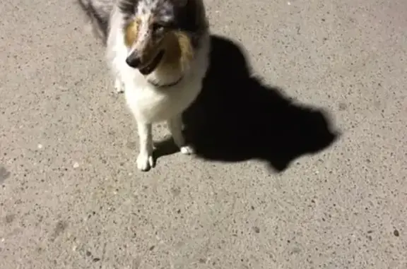 Пропала слепая собака Макс в Краснодаре