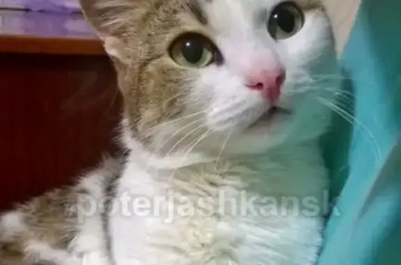 Найдена кошка на Плехановском жилмассиве