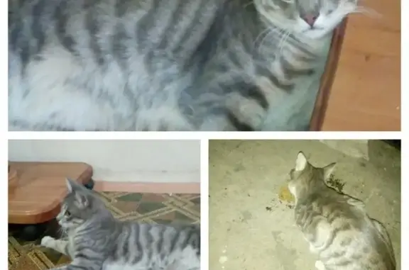 Найден кот на ул. Данчука в Хабаровске