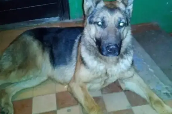 Пропала собака Сара в Бузулуке