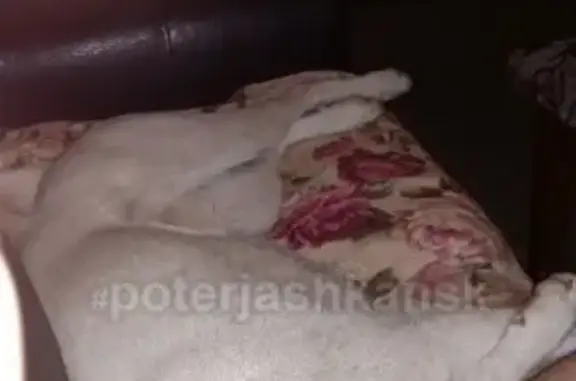 Пропала собака в Новосибирске: кобель Западно-сибирской лайки по кличке Тихон, вознаграждение гарантирую