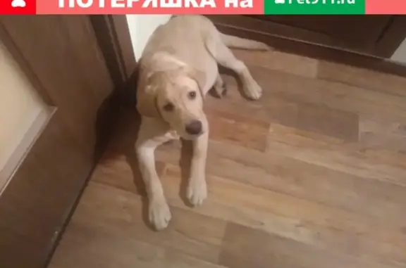 Найден щенок лабрадора в Мурино, СПб