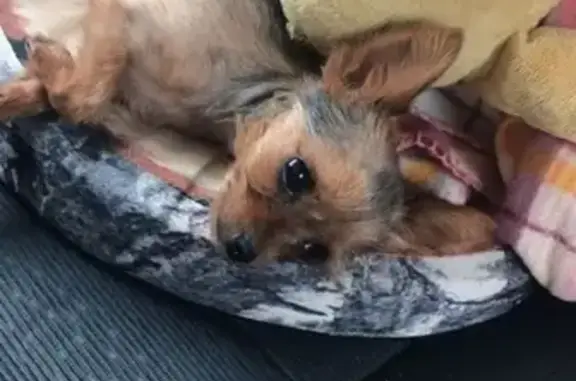 Собаки потеряшки, Псебайское, фото: Потеряшка собака в районе Черноречья, вознаграждение гарантируем!