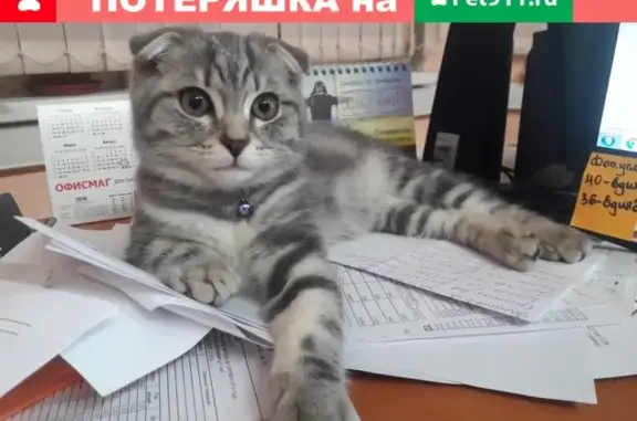 Найдена кошка на ул. Янки Купалы, д. 32 (Автозаводский район)