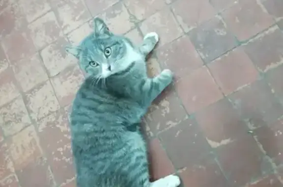 Найдена ласковая кошка в Горно-Алтайске