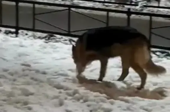 Найдена собака в Приморском районе СПб без ошейника